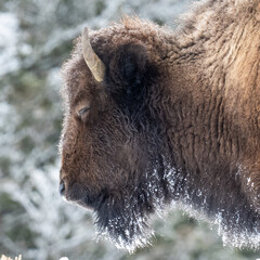 American Bison in heavy snow and severe winter conditions
