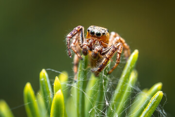 Jumping spider, a cute little spider with big eyes. Adorable little spider