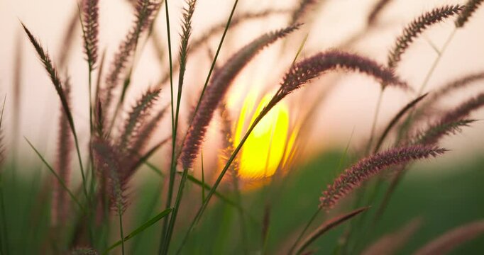 wheat field at sunset