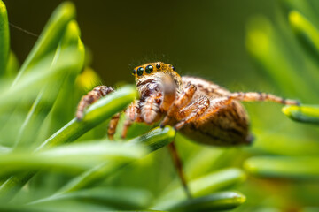 Jumping spider, a cute little spider with big eyes. Adorable little spider