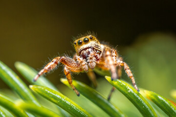 Jumping spider, a cute little spider with big eyes. Adorable little spider
