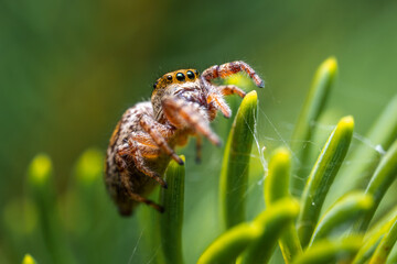 Jumping spider, a cute little spider with big eyes. Adorable little spider

