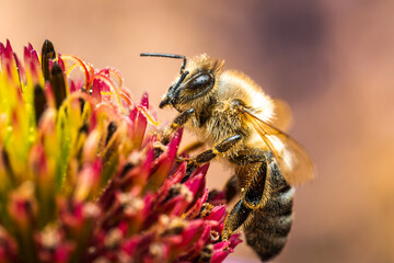 Bee collecting nectar and pollinating a flower. The most important insect in the ecosystem.. Bee on...