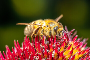 Bee collecting nectar and pollinating a flower. The most important insect in the ecosystem.. Bee on a flower