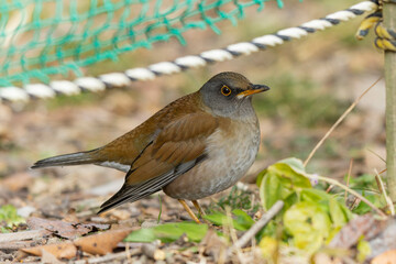 網の下をくぐるシロハラ