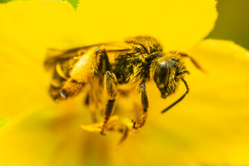 Bee collecting nectar and pollinating a flower. The most important insect in the ecosystem.. Bee on...