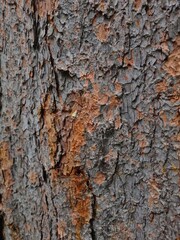 bark of a tree