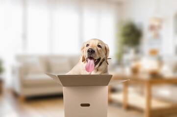 Cute dog pet sitting in box at home