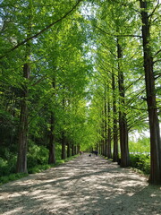 메타쉐콰이어의 풍경