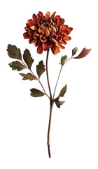 PNG Chrysanthemum flower leaf plant.