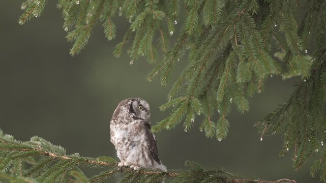 Owl hidden in tree nest hole in the forest. Boreal owl, Aegolius funereus, bird in the nature habitat, with yellow eyes, Germany. Wildlife scene from nature. Tree trunk with bird.