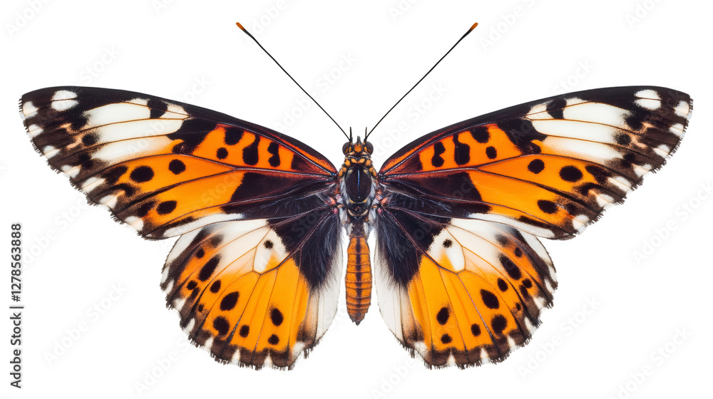Poster Colorful butterfly with open wings showing intricate patterns, isolated on transparent background