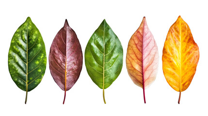 Withering maple leaves transitioning from green to warm autumn hues against transparent backdrop