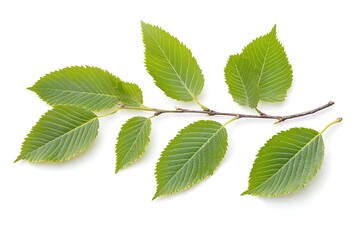 Fototapeta premium Branch with green leaves isolated on white background. Flat lay, top view.