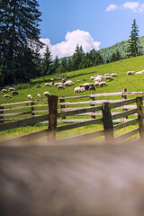 "Grazing Sheep or rams in a Peaceful Countryside"