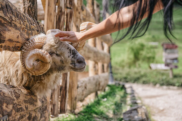 "Grazing Sheep or rams in a Peaceful Countryside"