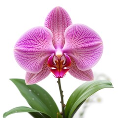 Fototapeta premium Orchid with leaves isolated on white background.