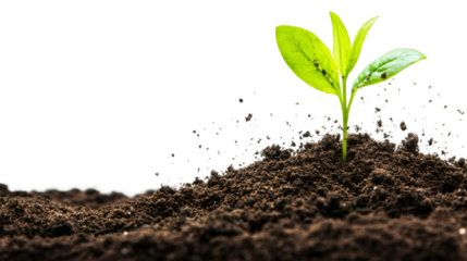 Green seedling emerging from rich, dark earth, symbolizing vitality, environmental renewal, and organic beginnings