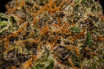 Cereal Milk Cannabis Macro Close-Up – Detailed Trichome and Pistil Structure