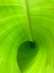 green leaf background