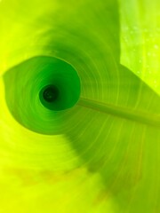 green leaf background