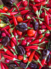 red hot chili peppers