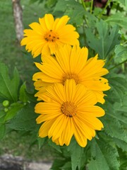 yellow sunflower in the garden