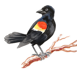 Bird on a tree.  Hand drawn watercolour illustration