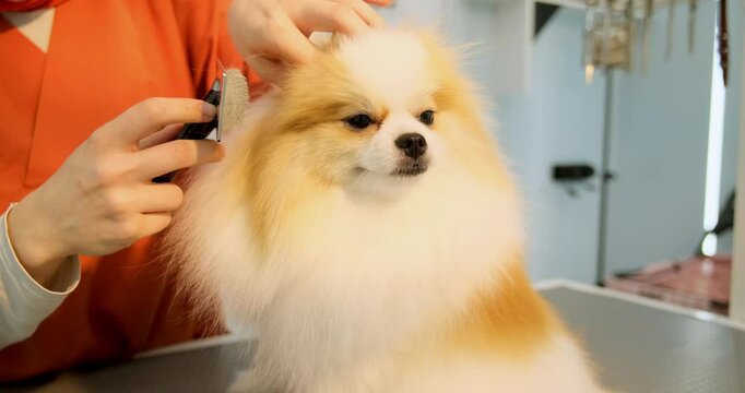 At a pet grooming salon, a middle-aged male groomer is drying the fur of an adorable Pomeranian dog with a blow dryer