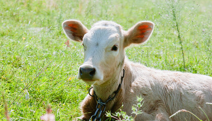 Fototapeta premium Close-up of a cute white-headed cow resting on a lush grass field