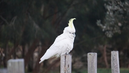 Australian Sulphur-crested cockatoo on a pole © Imsa