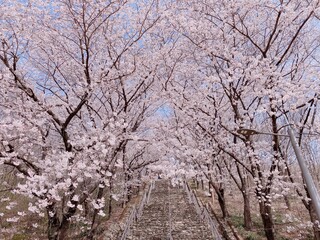 벚꽃 나무 아래 계단
