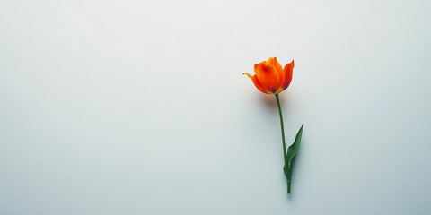 Obraz premium A red tulip with green leaves is growing on a white surface