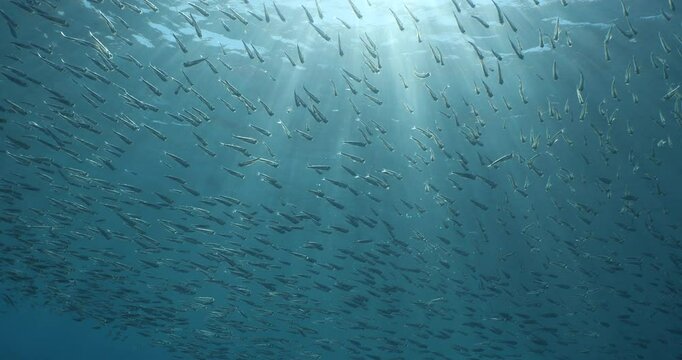 silversides under sun shine and beams underwater silverside fish school Atherina boyeri