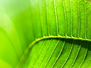 green leaf texture