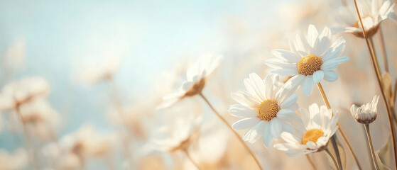 Cheerful daisy meadow with floating clouds and soft sunlight illuminating flowers