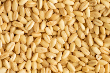 Grains and legumes macro detail shooting (wheat, beans, rice, corn, cereals)