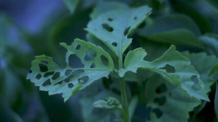 The image captures a close-up of a damaged green leaf with torn edges and yellowing spots, Insect attacks by biting or sucking cause leaves to have holes,