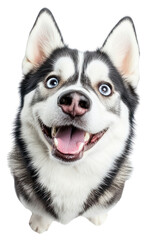 Obraz premium PNG Siberian Husky husky dog background.