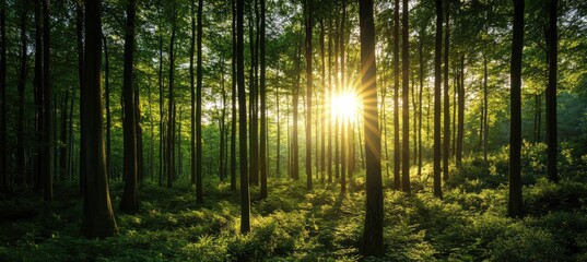 Obraz premium Sunlight streams through forest trees (1)