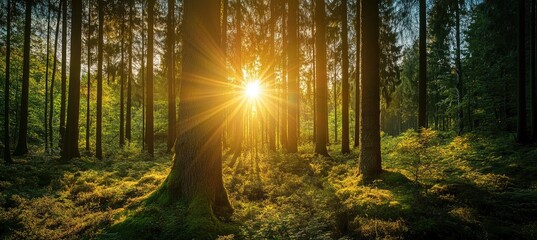 Obraz premium Golden Sunlight in a Forest