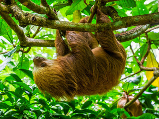 A Hoffmann's two-fingered sloth (Choloepus hoffmani), hanging upside down in a tree. Photographed at the Jaguar Rescue Center in Costa Rica. © Albert Schweitzer