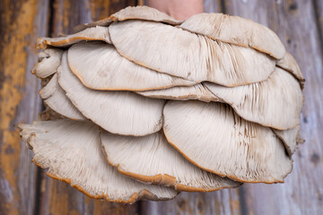 Fototapeta premium Oyster mushroom natural mushroom detail
