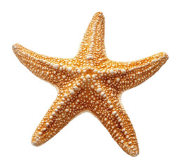 PNG Star starfish animal invertebrate.