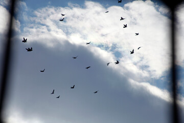 flock of pigeons flying in the sky