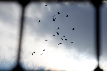 flock of pigeons flying in the sky