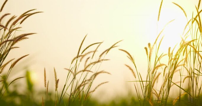 green grass and sun