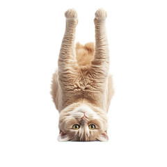 A playful orange cat hanging upside down, showcasing its fluffy fur and curious expression