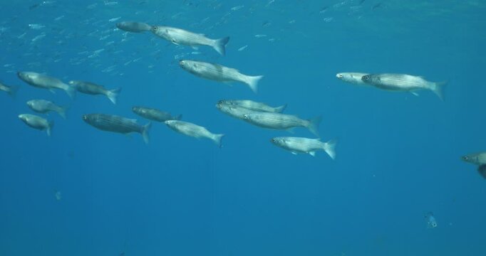 grey mullet scenery underwater mediterranean sea