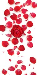 Fototapeta premium Scarlet Blooms: A single, radiant red rose is exquisitely framed by a delicate cascade of scattered petals, their velvety textures and rich hues creating a mesmerizing composition.